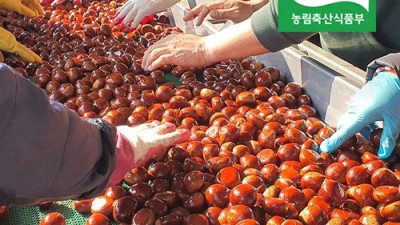 ✨ 햇밤 특가! 청양칠갑산밤 솔직 후기 & 활용꿀팁🌰